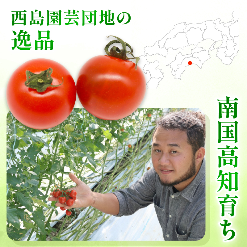 フルティカトマト 2kg | トマト フルティカトマト とまと フルーツ 果物 野菜 厳選 人気 ギフト プレゼント 贈り物 くだもの 旬 お取り寄せ 甘い 産地直送トマト 季節限定 期間限定 西島園芸団地 高知県 南国市