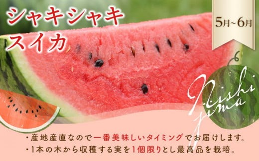 【年5回 旬のフルーツ定期便】季節のフルーツセット｜いちご スイカ マンゴー メロン フルーツ トマト 定期便 ふるーつ定期便 果物定期便 旬 夏フルーツ 秋フルーツ 冬フルーツ くだもの 贈答 ギフト 人気 おすすめ 高知県 南国市