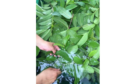 天然原料100％の天海のしずくオーガニック フィトシードクリーム 35g×2本