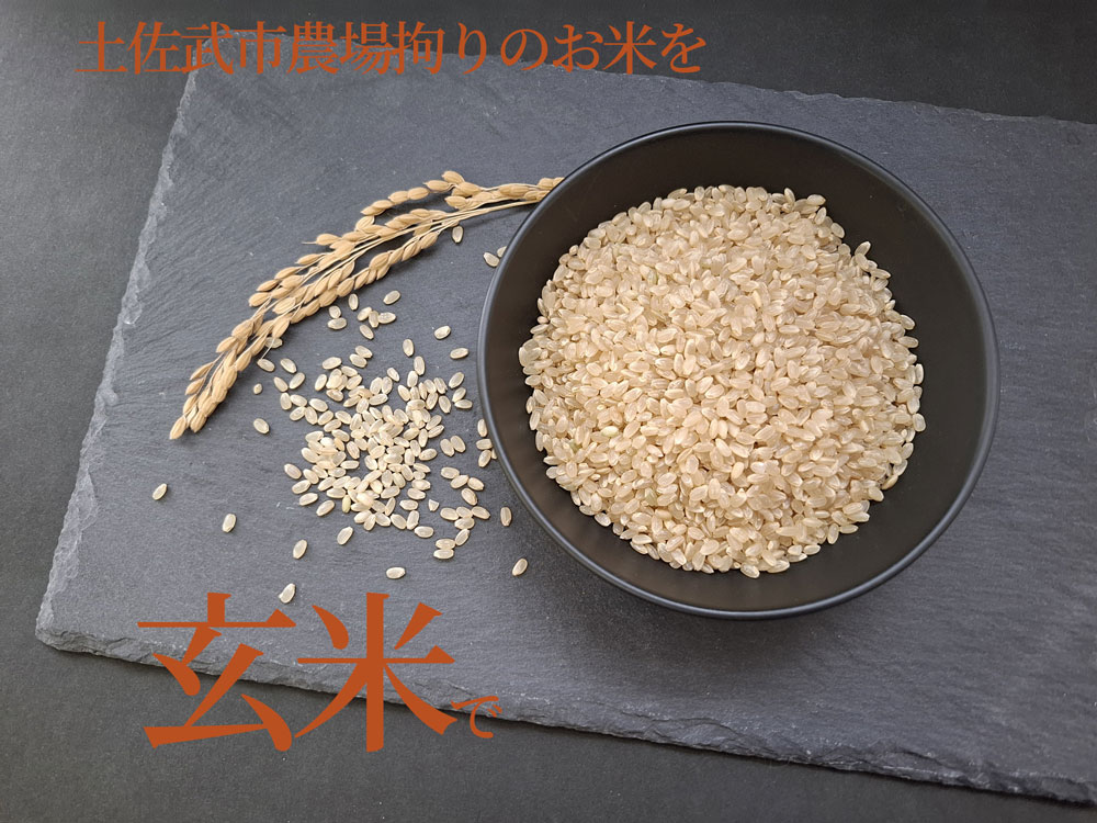 【お米定期便】 【12回】 令和7年度 玄米 コシヒカリ 数量限定 各10キロ 米 コメ お米 ご飯 おにぎり こめ 高知県 南国市