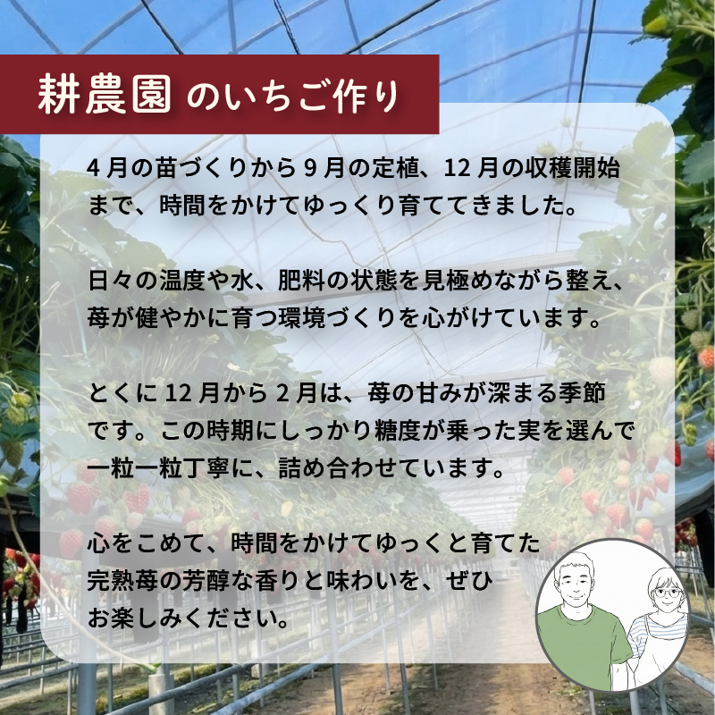 先行予約 いちご 紅ほっぺ 贈答品 1箱（1パック：9～15粒） 2026年1月発送開始 | 高級 厳選 こだわり 贅沢 贈り物 ギフト プレゼント 限定 お取り寄せ 苺 いちご 果物 くだもの フルーツ 人気 旬 甘い 大粒 高糖度 産地直送 期間限定 高知県 南国市