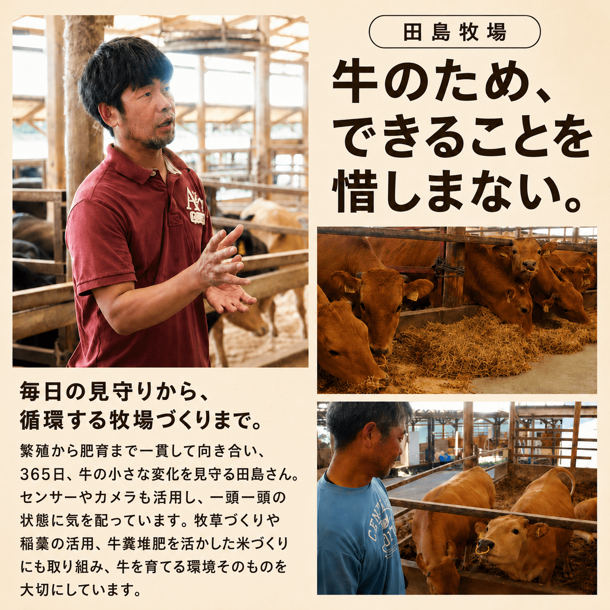土佐 あかうし 赤牛 赤身 ブリスケ(前バラ)  しゃぶしゃぶ用 500g | 和牛 あか牛 アカウシ 牛肉 希少 ブランド 国産 プレゼント ギフト 冷凍 贈答 高知県 南国市