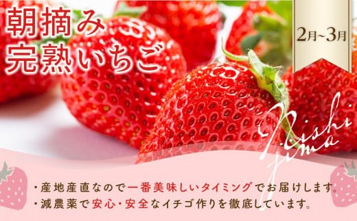 【年5回 旬のフルーツ定期便】季節のフルーツセット｜いちご スイカ マンゴー メロン フルーツ トマト 定期便 ふるーつ定期便 果物定期便 旬 夏フルーツ 秋フルーツ 冬フルーツ くだもの 贈答 ギフト 人気 おすすめ 高知県 南国市