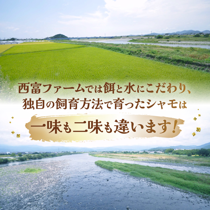 土佐のシャモセット | 鍋 鶏 鳥 肉 鶏肉 軍鶏 シャモ とりにく セット 詰め合わせ 年末 年始 鍋セット おすすめ 正月 旬 人気 高知県 南国市