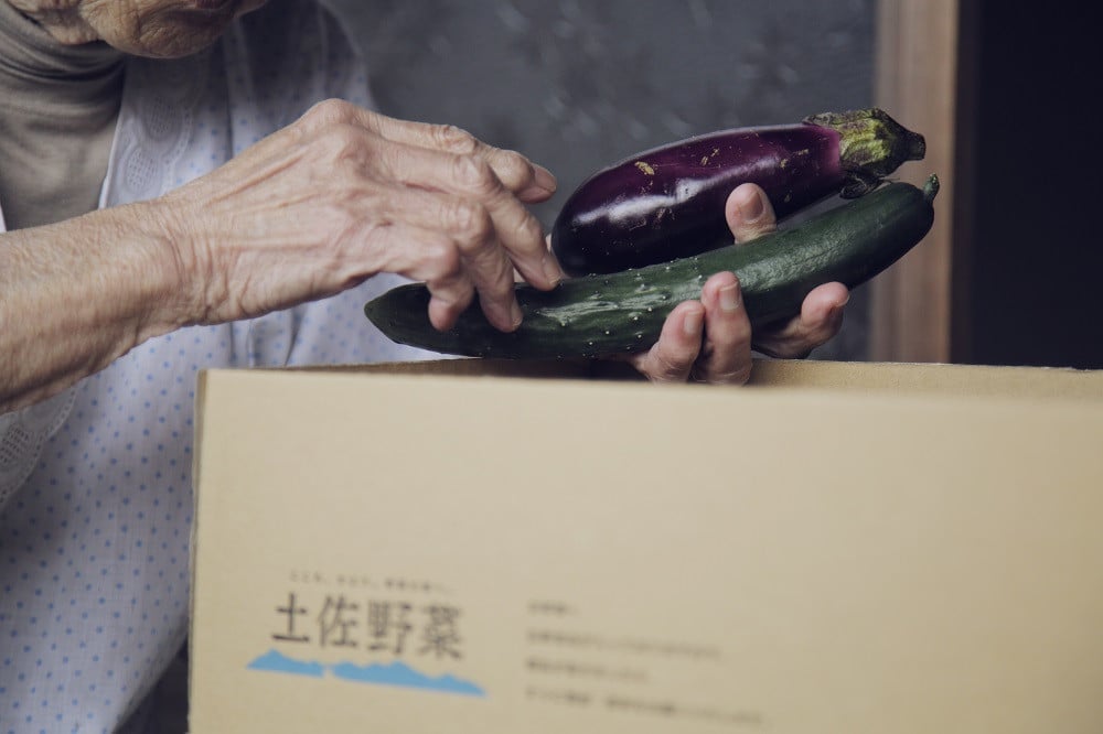 『定期便 全6回』無農薬生姜100gと旬の野菜の詰め合わせ【土佐野菜】【セット 新鮮 野菜 毎月  人気 おすすめ 高知県 南国市】