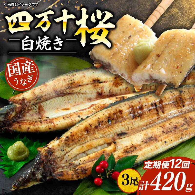 【贈答用】【12回定期便】極上国産うなぎ四万十桜 白焼き約140g×3尾 | うなぎ 鰻 ウナギ 白焼き 定期便 国産 四万十鰻 ウナギ 蒲焼き 調理済み タレ付き 頒布会 ギフト（お歳暮/お正月）高級 お取り寄せ グルメ 食べ比べ 冷凍