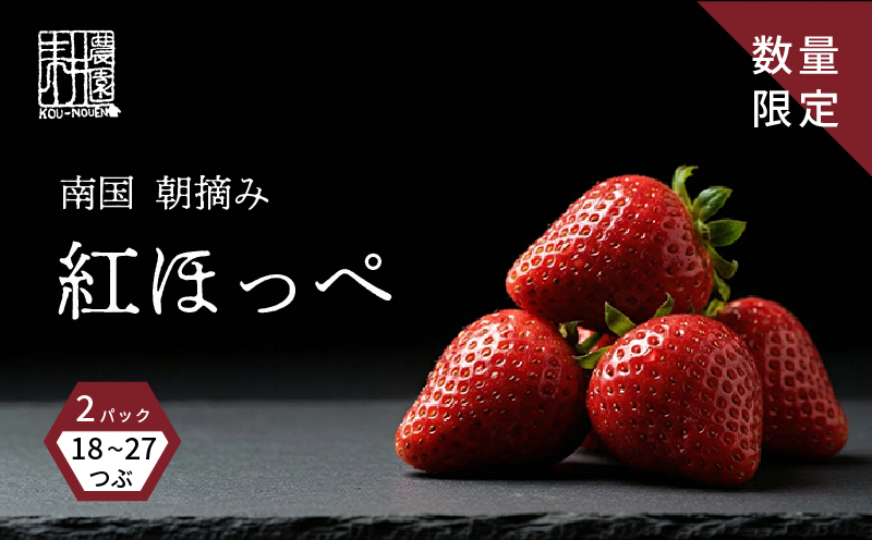 先行予約 いちご 紅ほっぺ 贈答品 1箱（2パック：18～27粒） 2026年1月発送開始 | 高級 厳選 こだわり 贅沢 贈り物 ギフト プレゼント 限定 お取り寄せ 苺 いちご 果物 くだもの フルーツ 人気 旬 甘い 大粒 高糖度 産地直送 期間限定 高知県 南国市