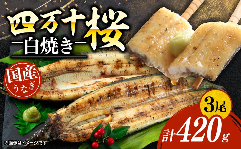 【通常用】極上国産うなぎ四万十桜　白焼き約140g×3尾 | うなぎ 鰻 蒲焼き 国産 四万十鰻 白焼き 調理済み タレ付き 家庭用 高級 お取り寄せ グルメ 食べ比べ 冷凍