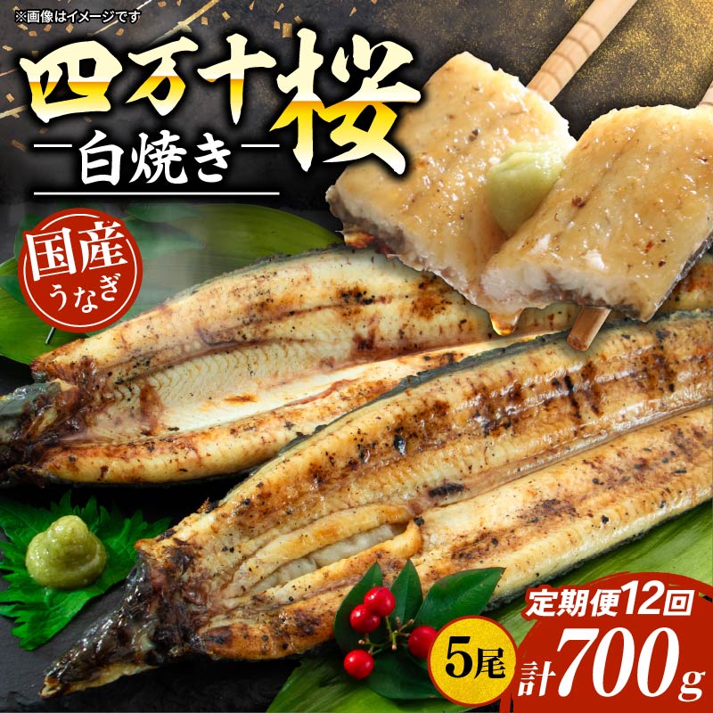 【贈答用】【12回定期便】極上国産うなぎ四万十桜 白焼き約140g×5尾 | うなぎ 鰻 ウナギ 白焼き 定期便 国産 四万十鰻 ウナギ 蒲焼き 調理済み タレ付き 頒布会 ギフト（お歳暮/お正月）高級 お取り寄せ グルメ 食べ比べ 冷凍