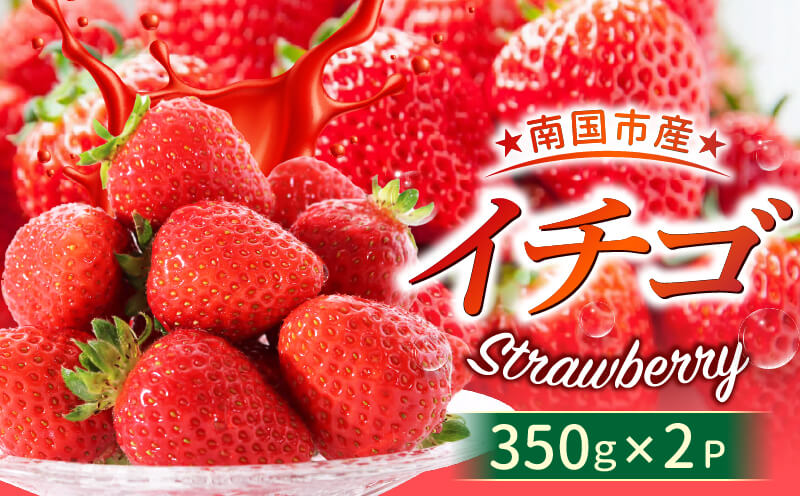 高知県南国市産／いちご（2026年1月～発送）【苺 フルーツ くだもの デザート 高評価 厳選 高級 ギフト 贈り物 人気 おすすめ】【イチゴ いちご 苺 フルーツ 果物 くだもの 食品  デザート高評価 厳選 高級 人気 おすすめ 】