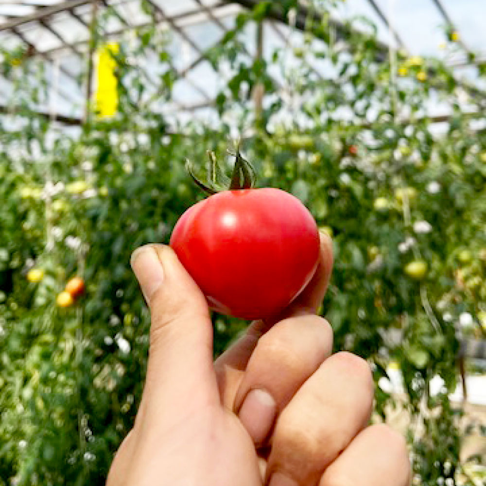 ＜先行予約＞糖度9度以上 フルーツトマト しんちゃんトマ