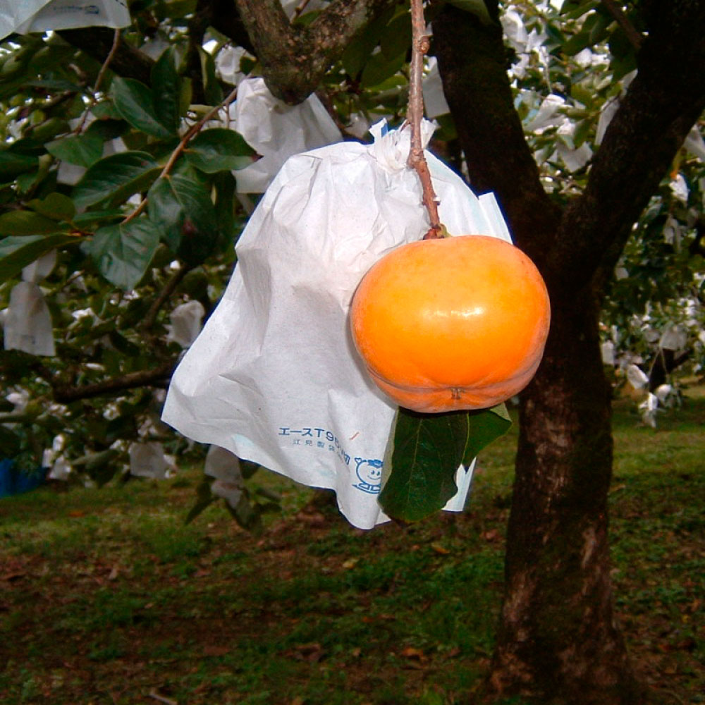 土佐の次郎柿　甘味抜群【贈答用】※10月より順次発送