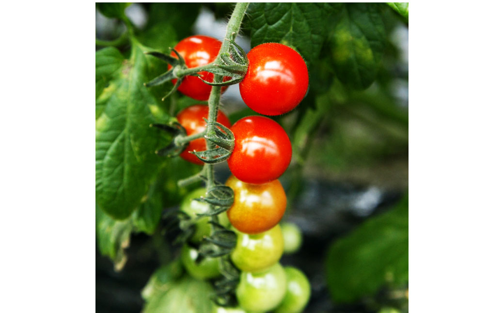 カラフルミニトマトの宝石箱　（約1kg） トマト ミニトマト