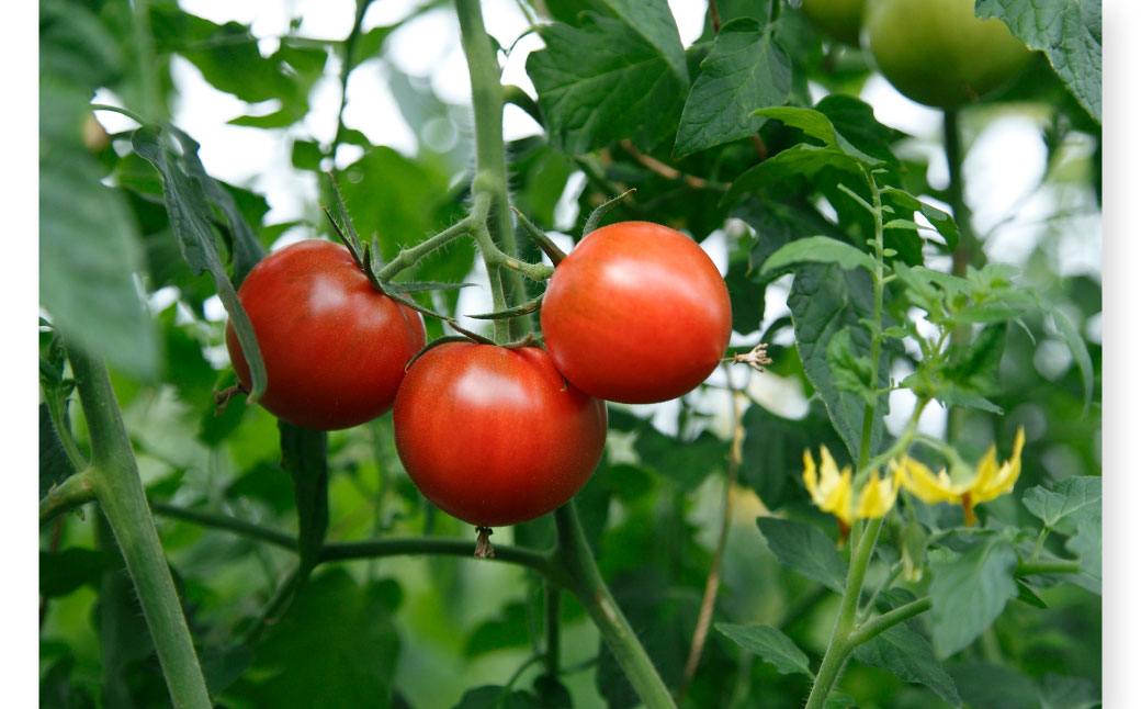 フルーツトマト食べくらべセット 1.5kg トマト フルーツトマ