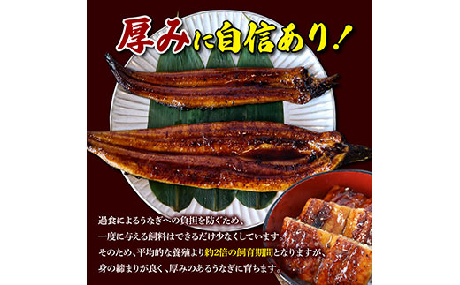 【数量限定！】仁淀川特大肉厚うなぎ5尾セット　鰻 うなぎ