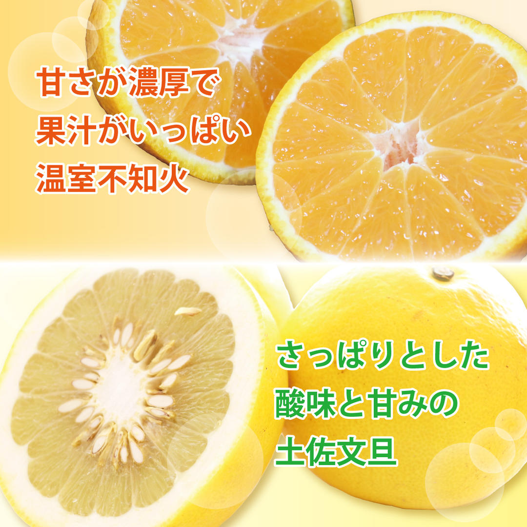 土佐文旦と温室不知火(シラヌイ)の詰め合わせ 約3kg セット 