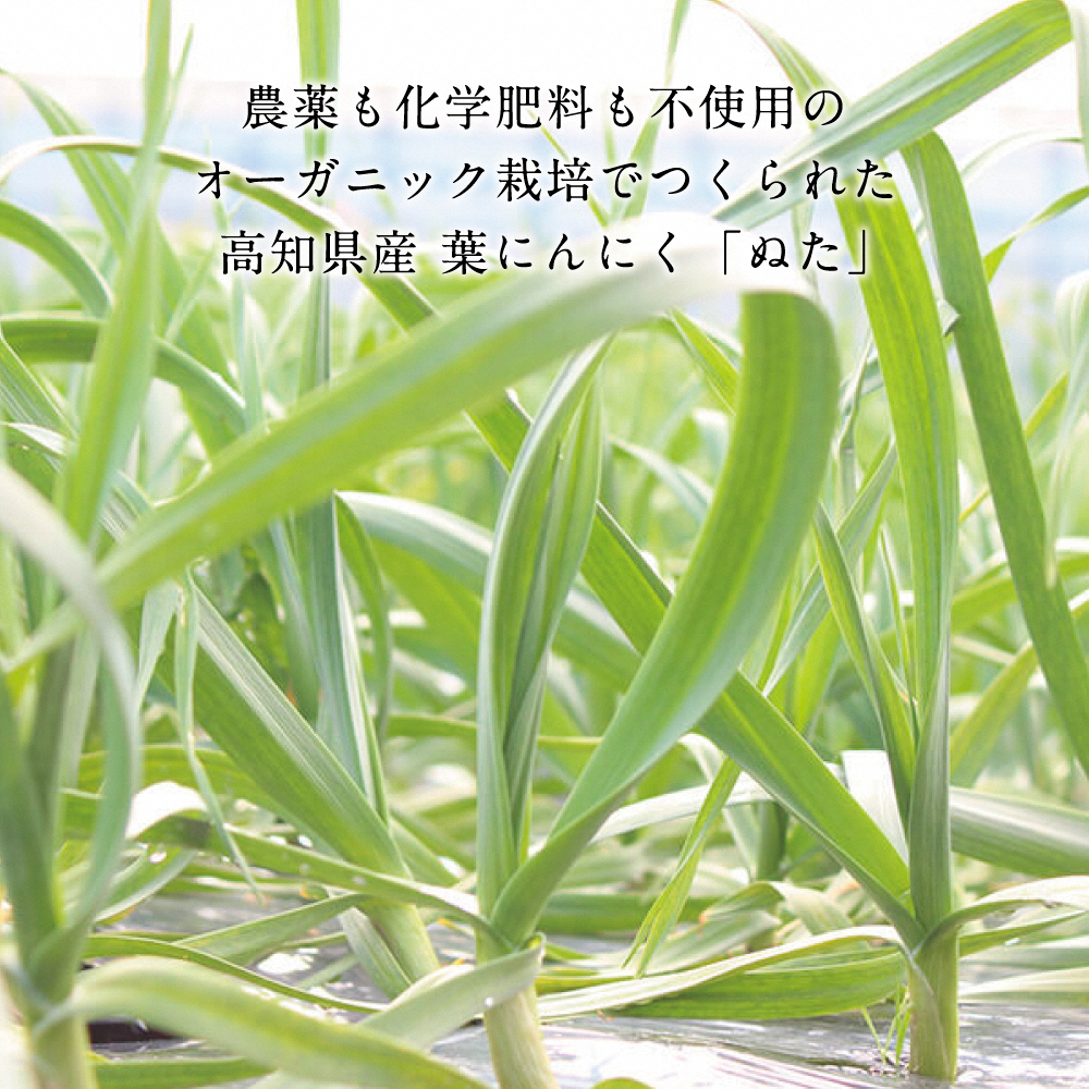 高知厳選１本釣り本わら焼き「高知本気シリーズ　極カツ