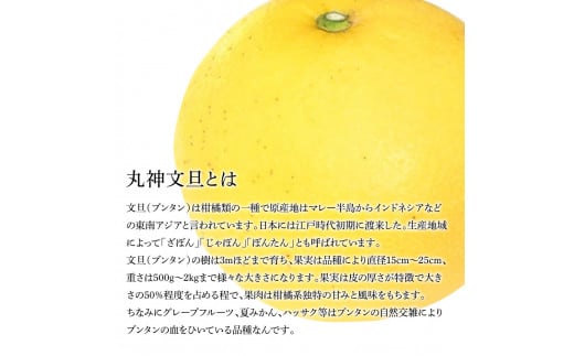 森田さん家の丸神（神谷）文旦（約10kg入り・2Lから4Lサイズ