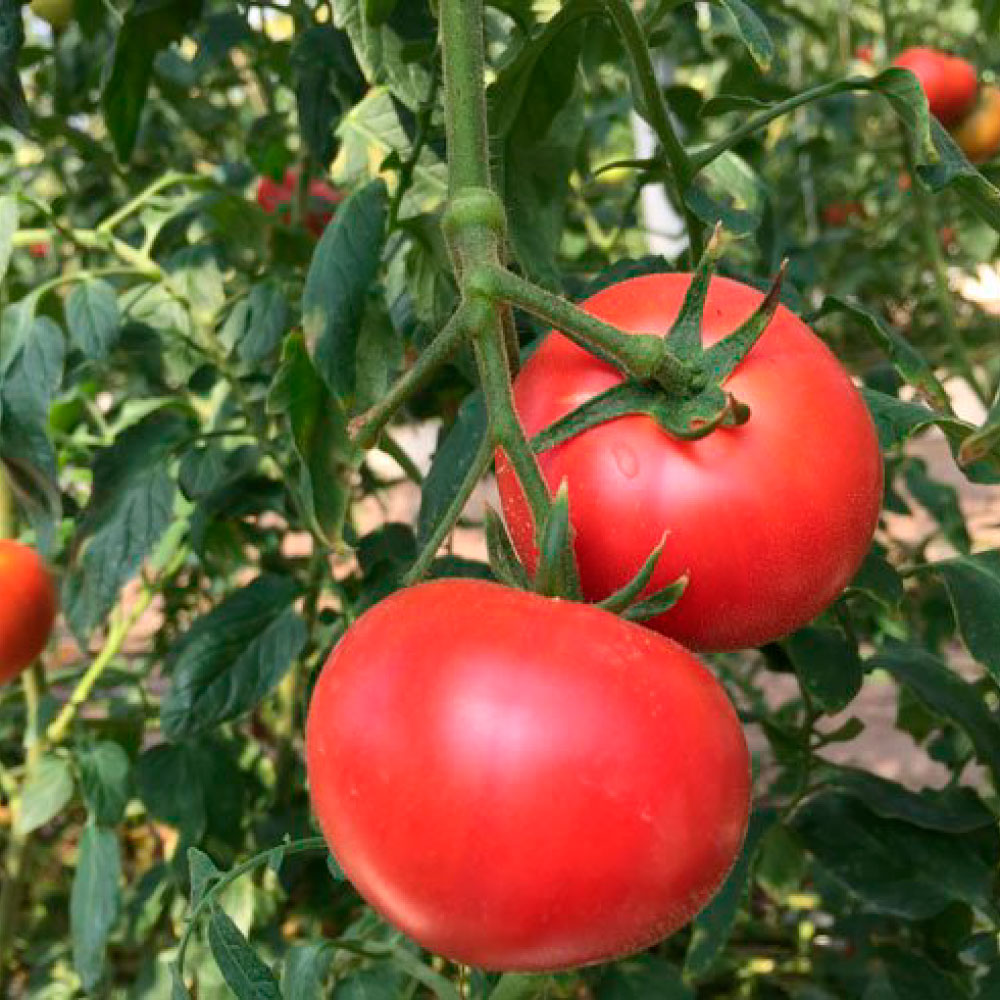 ＜2026年1月下旬より発送＞旬の濃旨フルーツトマト2kg 糖度8