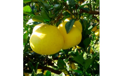 ＜2026年1月下旬より順次発送＞訳あり 嬉龍の土佐文旦 約5キ