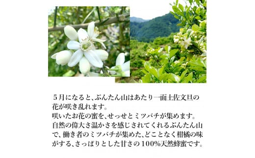 爽やかな香り広がる100%天然蜂蜜 ぶんたん山の蜂蜜 360g 【白