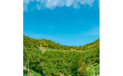 【日本ギフト大賞2024受賞】先行予約 園主こだわりの土佐文