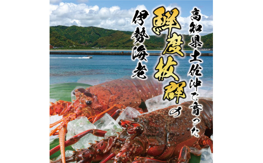 3月直送便 土佐獲れ 活伊勢海老 約700g（２尾～４尾） 天然 