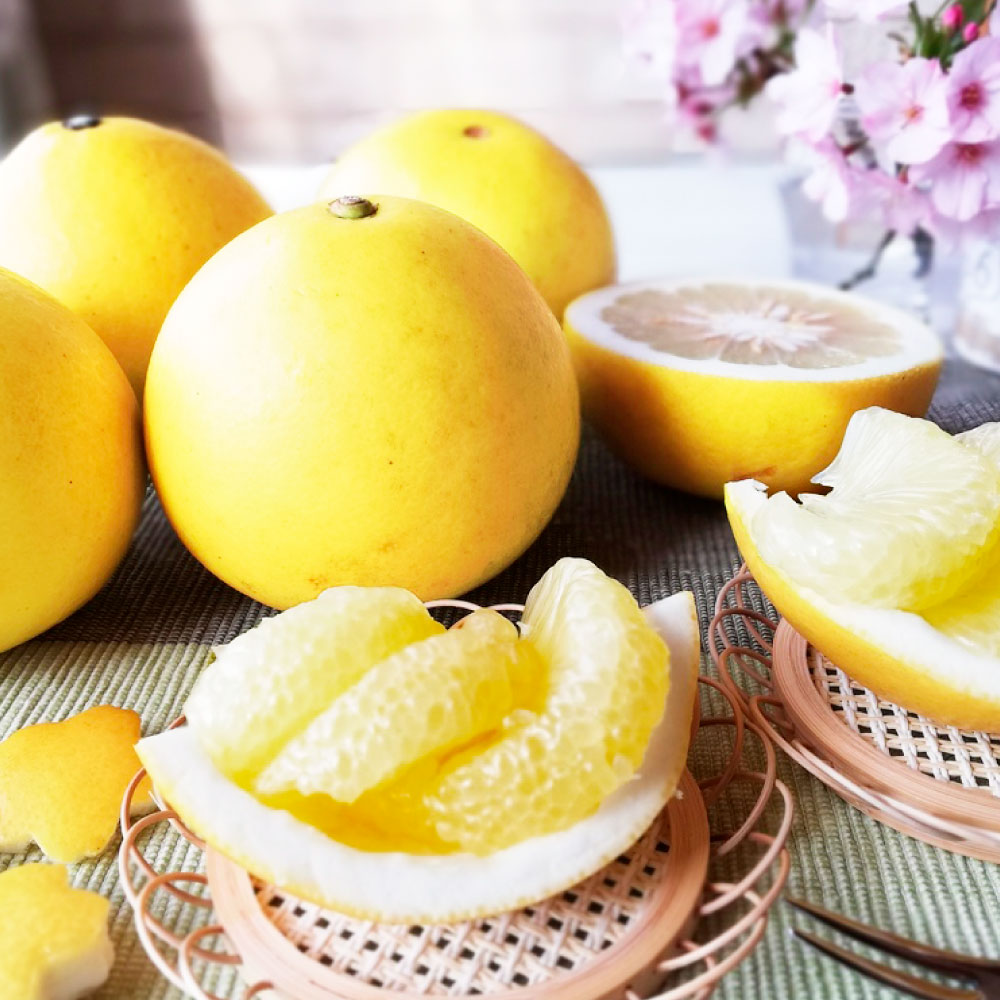 【先行予約受付】文旦 土佐文旦 ぶんたん ブンタン 期間限