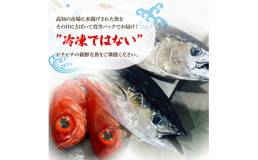 ＜6回定期便＞違いの分かる鮮魚店店長が送る 高知のお魚定