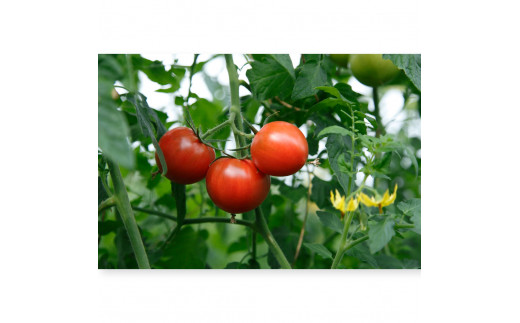 【定期便・全3回】 フルーツトマト （約800g）一箱12～20玉 