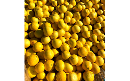 『南国高知からの贈り物』土佐文旦 6kg 6キロ 文旦 期間限定