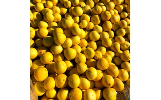 『南国高知からの贈り物』土佐文旦 【訳あり（家庭用）】3