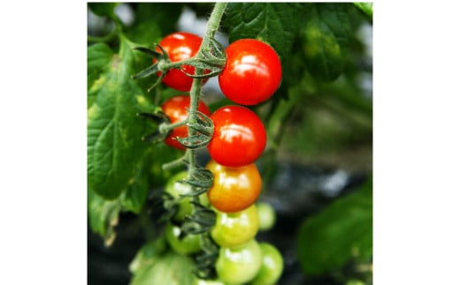 カラフルミニトマトの宝石箱 （約2kg） トマト ミニトマト 