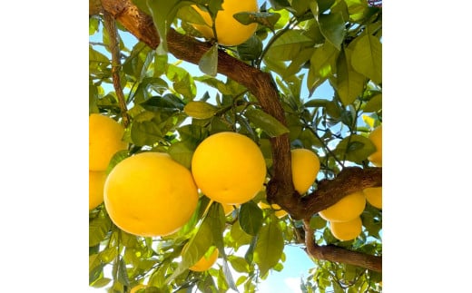 【先行予約】高知県土佐市産 楠瀬さんの土佐文旦 贈答用中