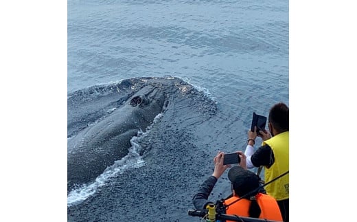 ホエールウォッチング 大人１名 子供1名分相当 11000円分ク