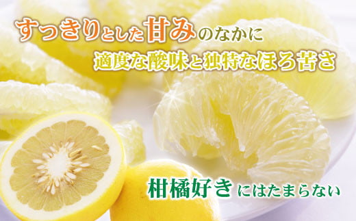 【訳あり】土佐文旦(ぶんたん) 家庭用(M～5L混合サイズ) 約3k