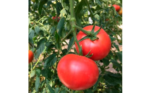 ＜2026年1月下旬～発送＞旬の濃旨フルーツトマト3kg 糖度8～1