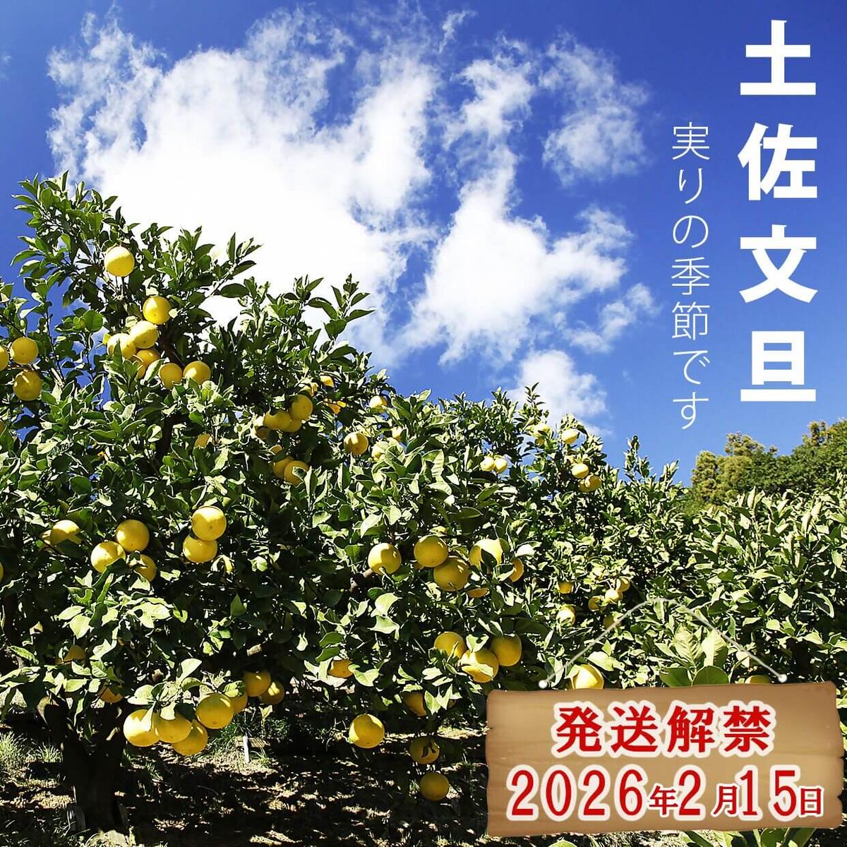 【果樹園直送】土佐文旦 訳ありご家庭用 約5kg L～4Lサイズ 