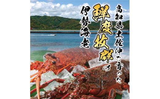 12月直送便 土佐獲れ 活伊勢海老 約700g（２尾～４尾） 天然 