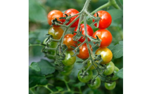 訳あり 赤いミニトマトの宝石箱 約3キロ 約3kg トマト とま