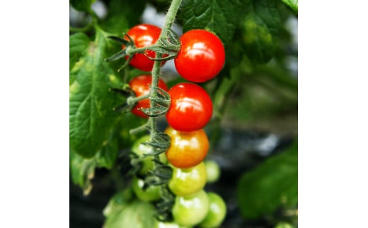 カラフルミニトマトの宝石箱 約1キロ 定期便3ヶ月 約1kg ト