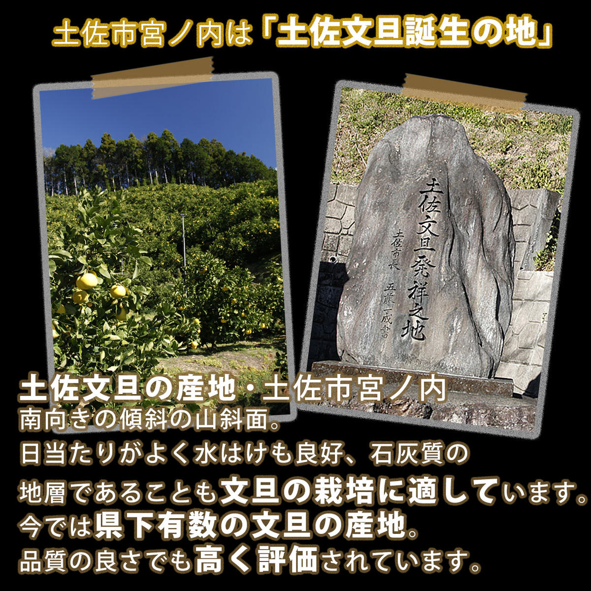 【果樹園直送】土佐文旦　4L　2個入り　1.5kg 大玉　特選品