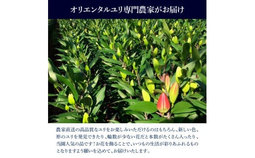 訳あり オリエンタルユリの詰め合わせ 2束(1束4～6本 15輪以