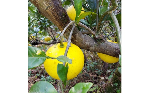 自然栽培文旦3kg 3キロ L～3Lサイズ 文旦 ブンタン ぶんたん 