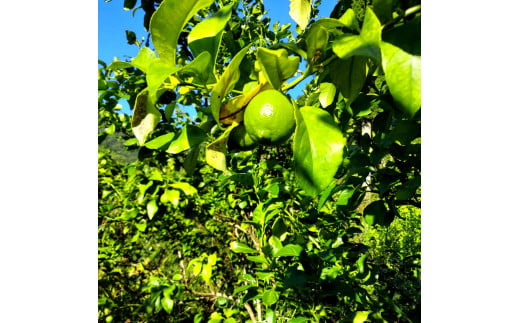 自然栽培レモン5kg 5キロ レモン 檸檬 れもん 自然栽培 無農