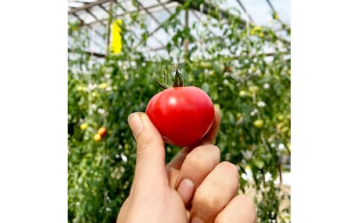 完熟トマト しんちゃんトマト 約1.5kg(750g×2箱) 糖度7.0～8.9度