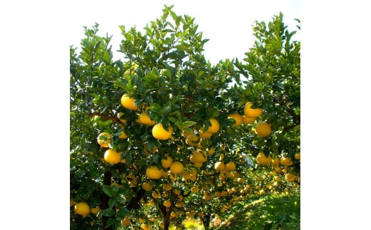 土佐文旦の創始 宮地文旦園の土佐文旦 贈答用2L 約5キロ 10