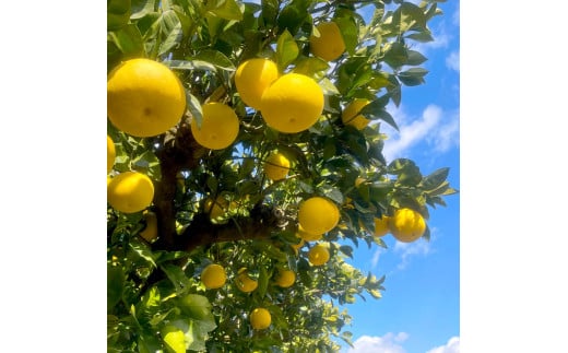 楠瀬さん土佐文旦 約4kg Lサイズ 猫ムッキーちゃん入り 10玉