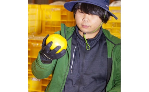 三宮果樹園の土佐文旦 ご家庭用Lサイズ 10kg ぶんたん ブン