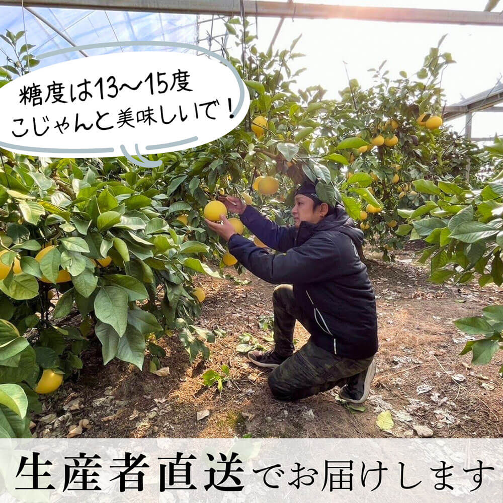 ＜土佐文旦の藤岡＞先行予約　厳選 温室土佐文旦 3kg (5～6